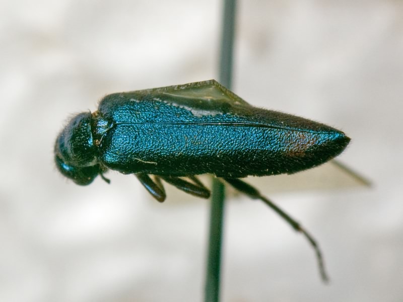 Alosimus chalybaeus (Tauscher, 1812)